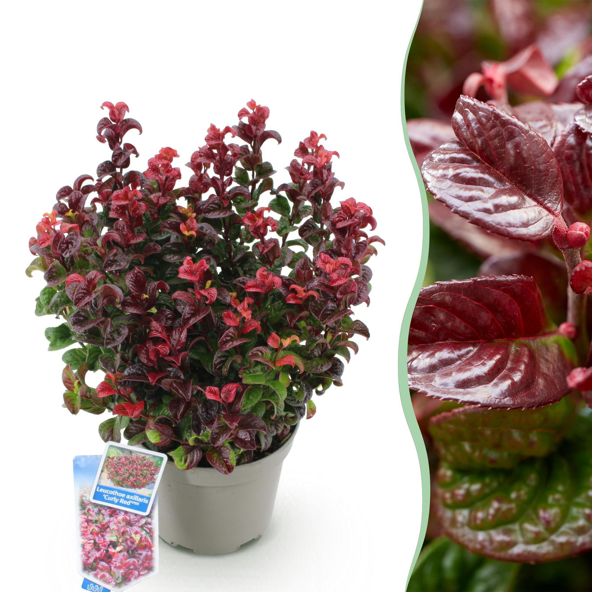 Livraison plante Leucothoe Curly Red – Lot de 1 – Pot 17 cm – Hauteur 40 cm