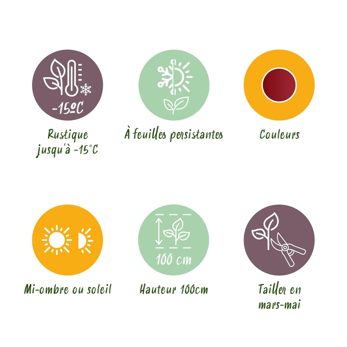 Livraison plante Leucothoe Curly Red – Lot de 1 – Pot 17 cm – Hauteur 40 cm