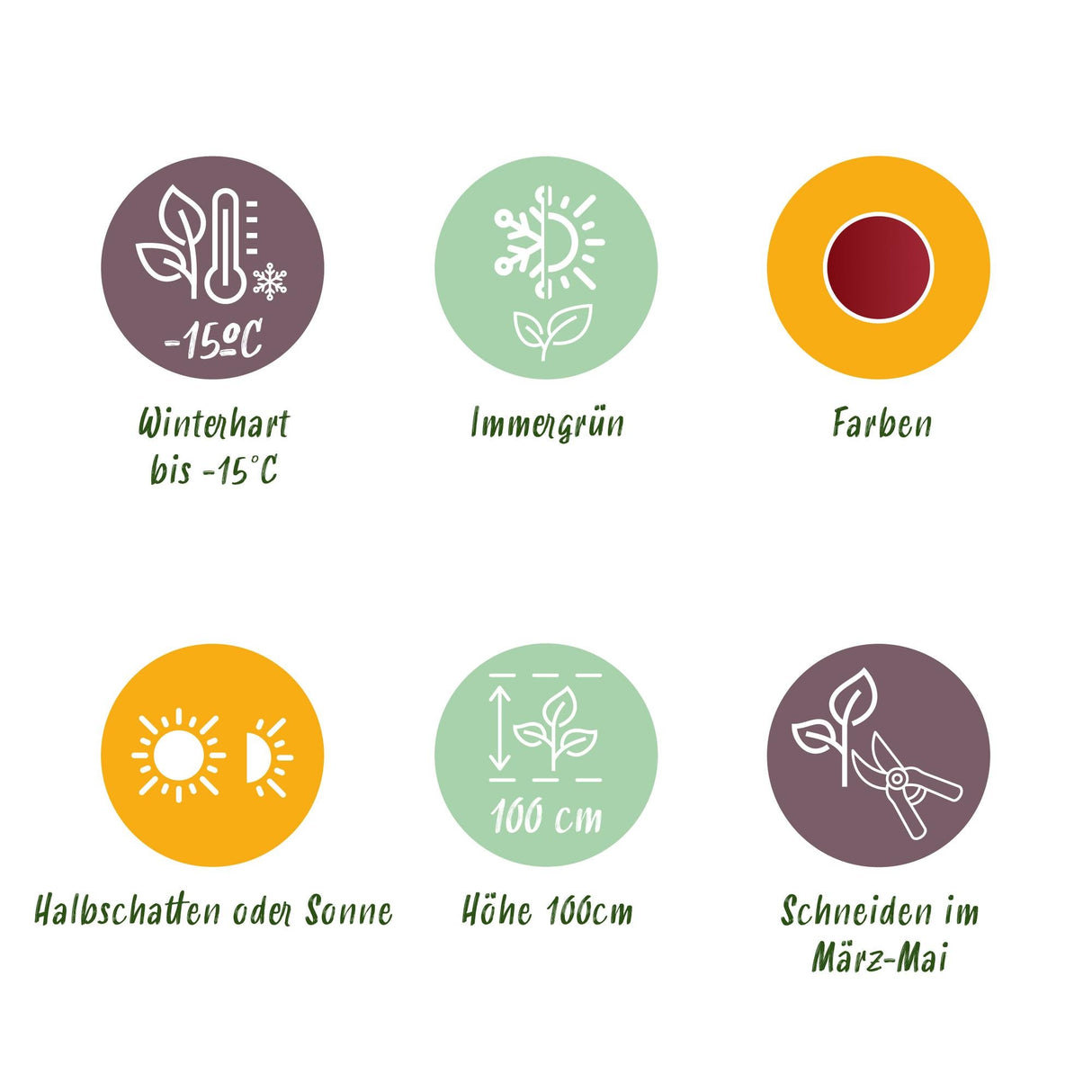 Livraison plante Leucothoe Curly Red – Lot de 1 – Pot 17 cm – Hauteur 40 cm