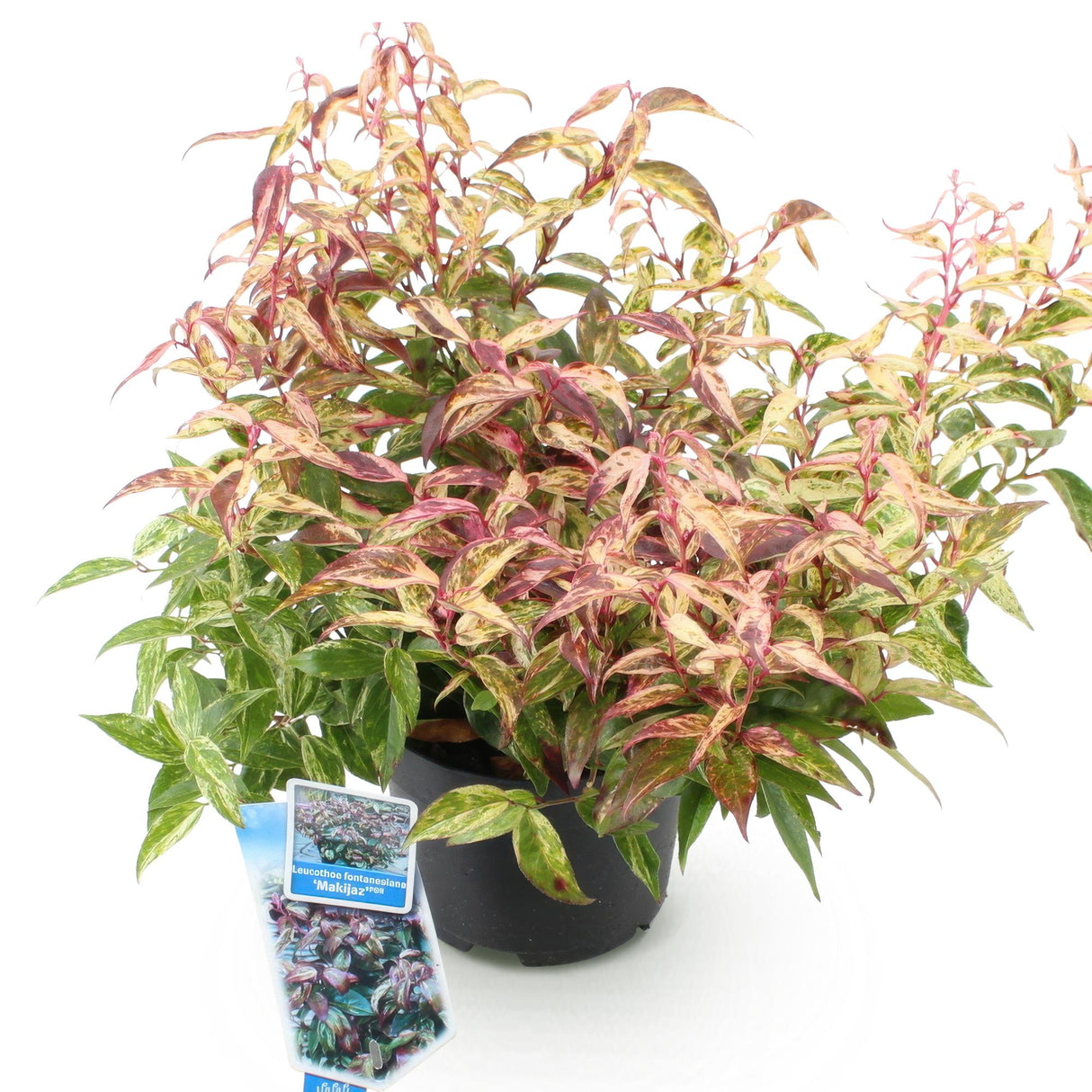 Livraison plante Leucothoe Makijaz – Lot de 1 – Pot 17 cm – Hauteur 45 cm