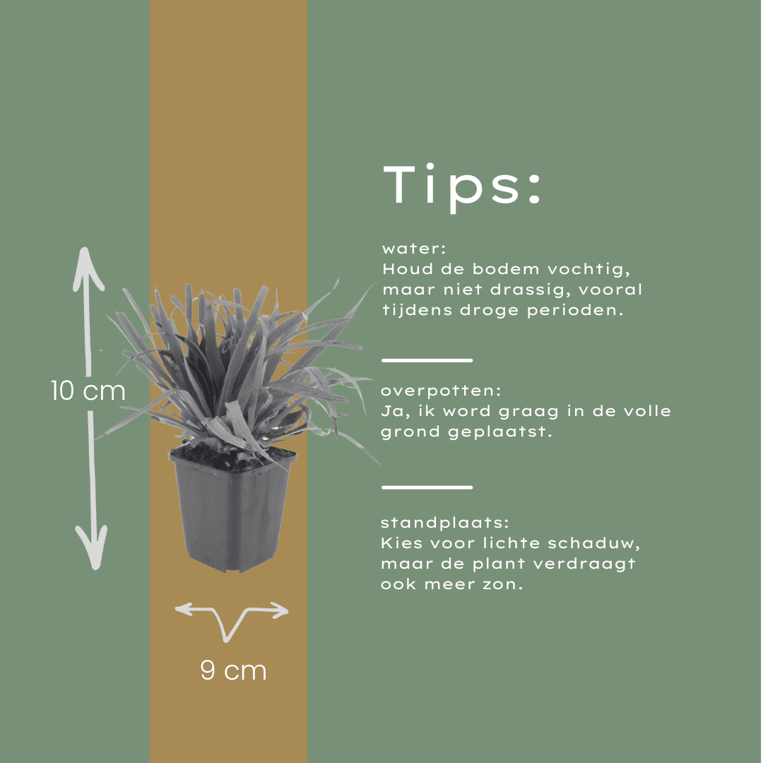 Livraison plante Luzule sylvatica