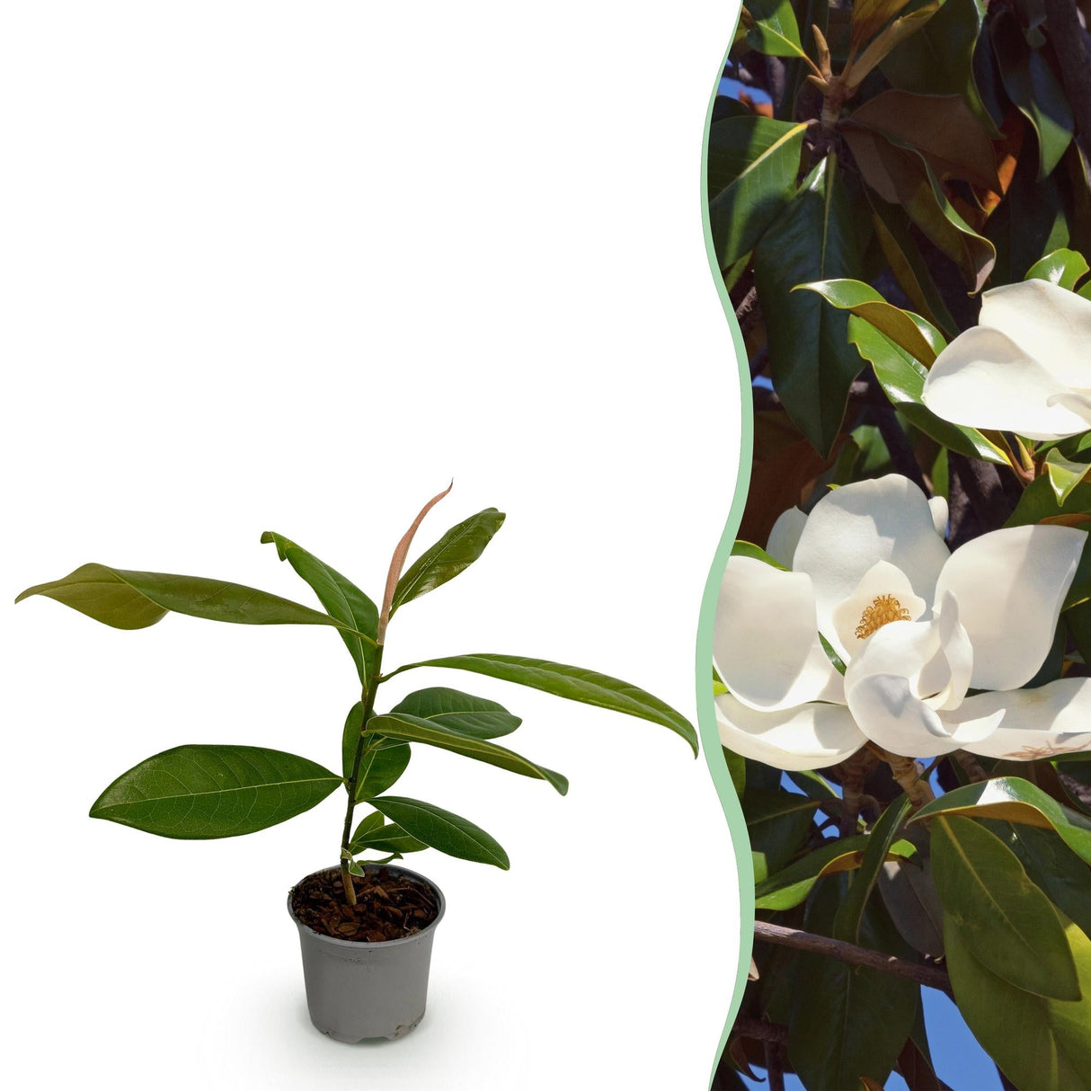 Livraison plante Magnolia grandiflora – Lot de 1 – Pot 12 cm – Hauteur 30 cm