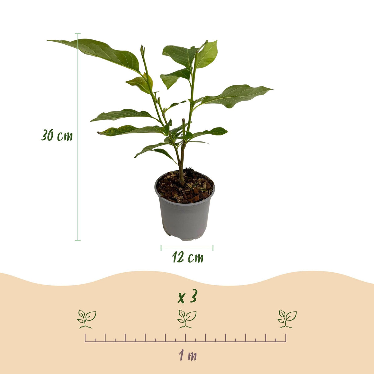 Livraison plante Magnolia liliiflora Nigra – Pot 12 cm – Hauteur 30 cm
