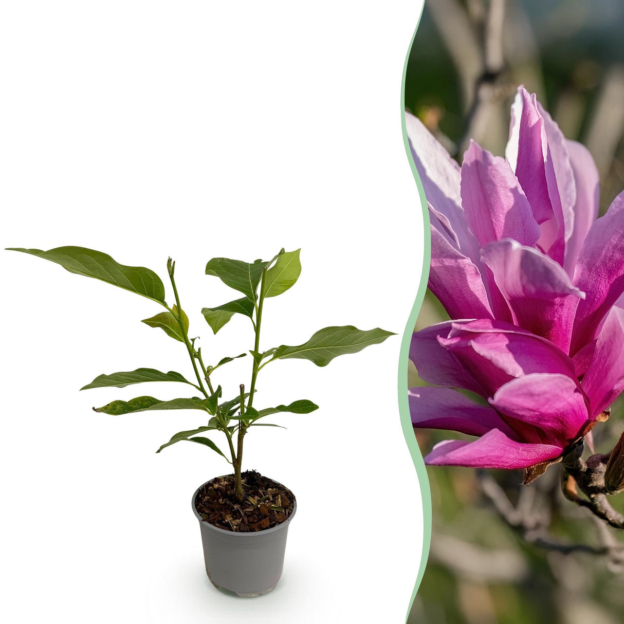 Livraison plante Magnolia liliiflora Nigra – Pot 12 cm – Hauteur 30 cm