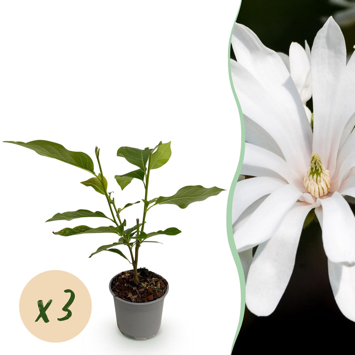 Livraison plante Magnolia stellata Royal Star
