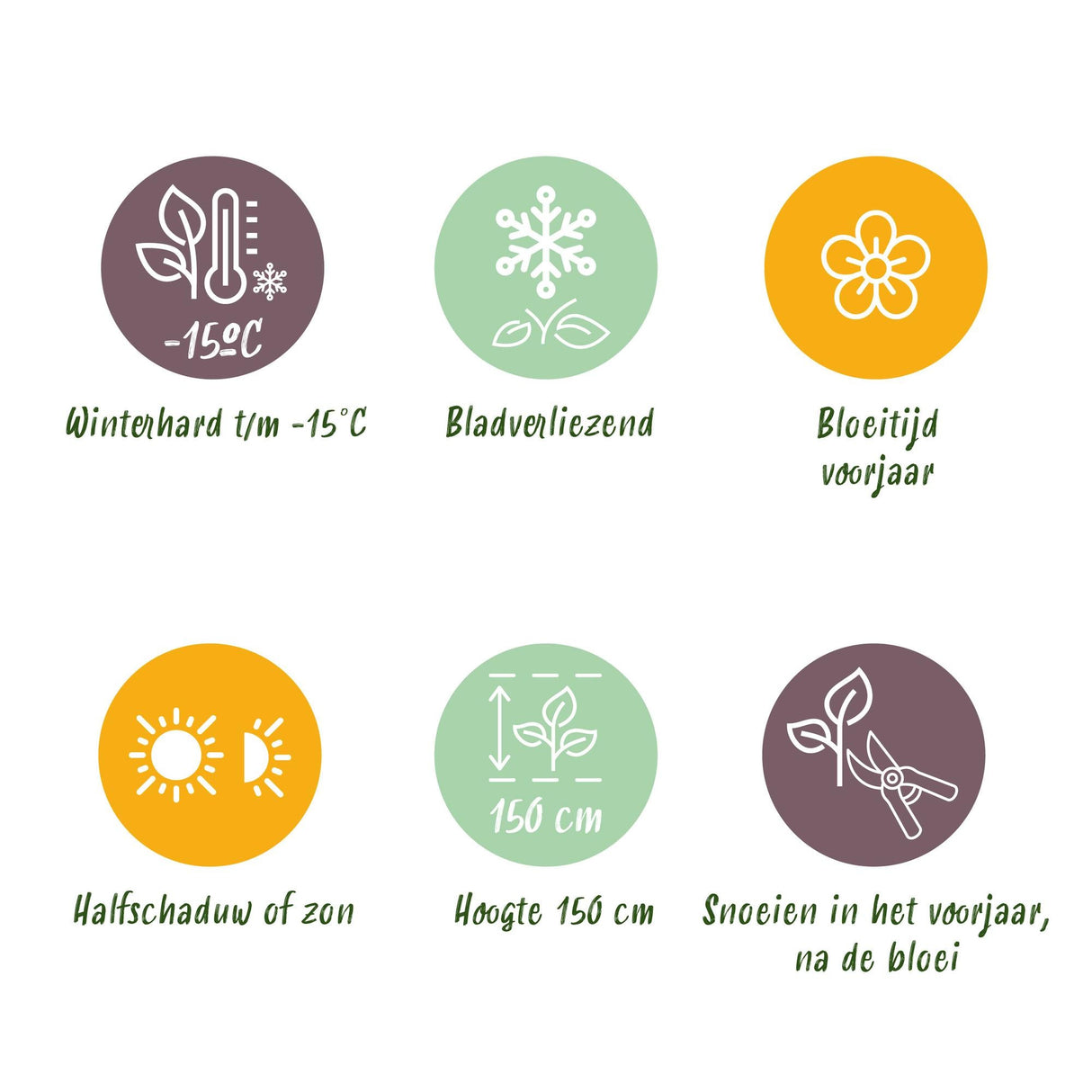 Livraison plante Magnolia stellata Royal Star – Pot 12 cm – Hauteur 30 cm