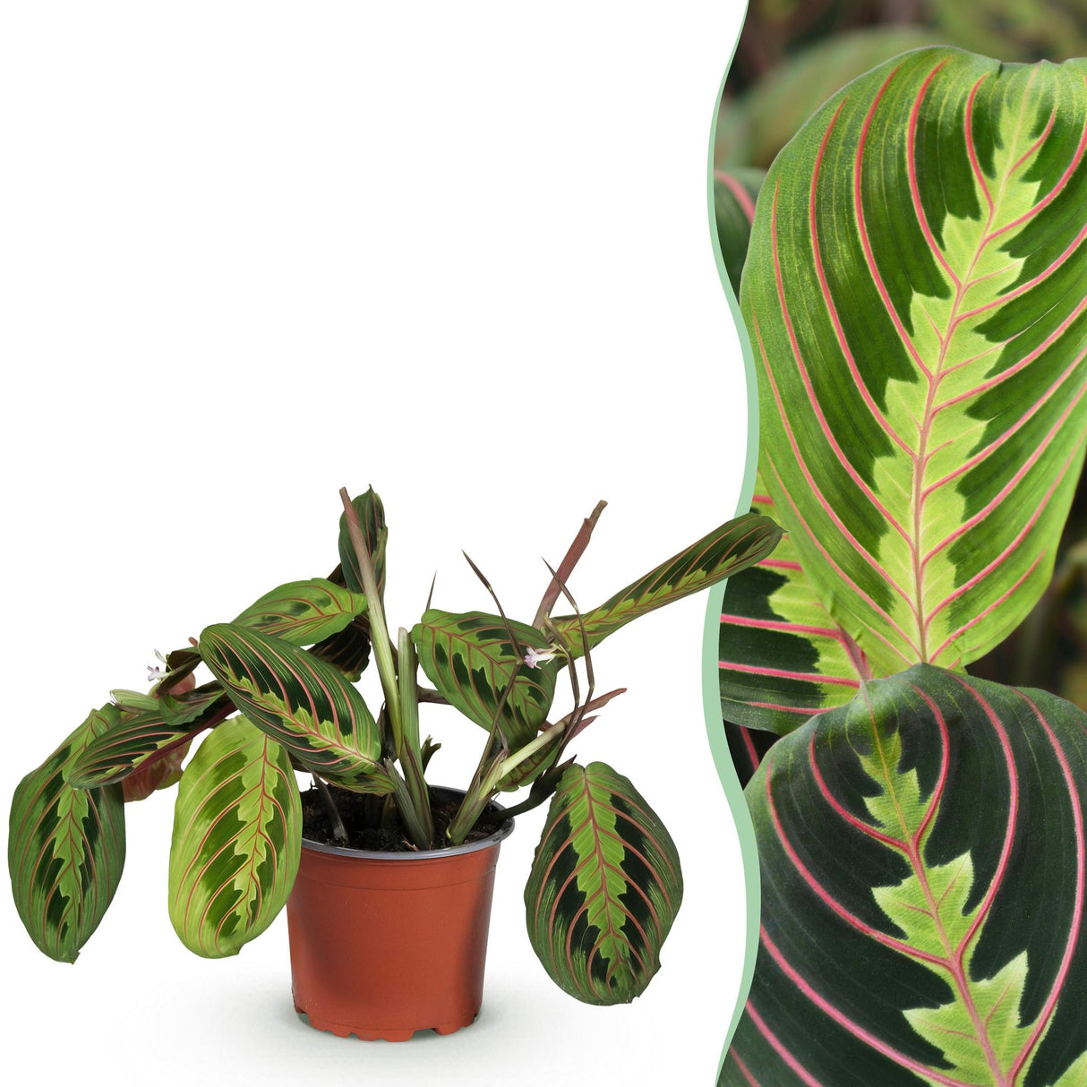 Livraison plante Maranta Fascinator