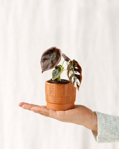 Mini Alocasia Cuprea Red