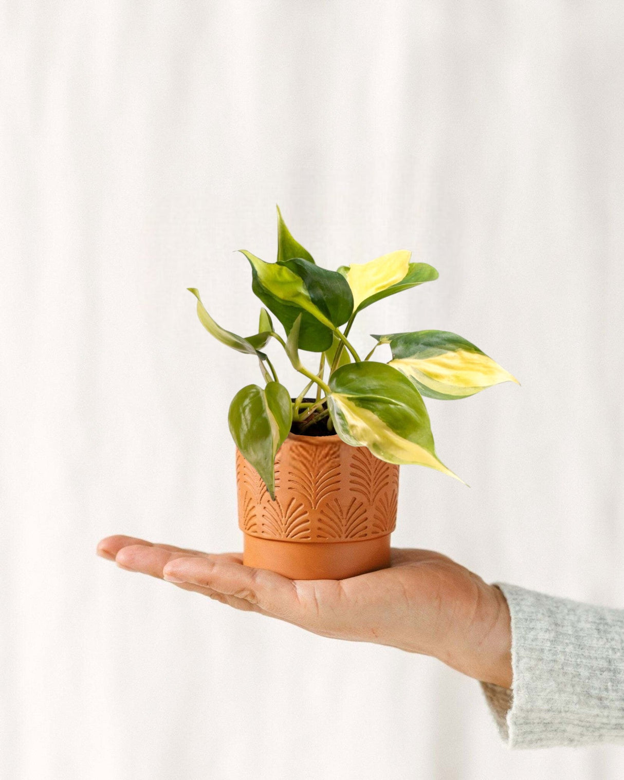 Livraison plante Mini Philodendron Scandens Brasil