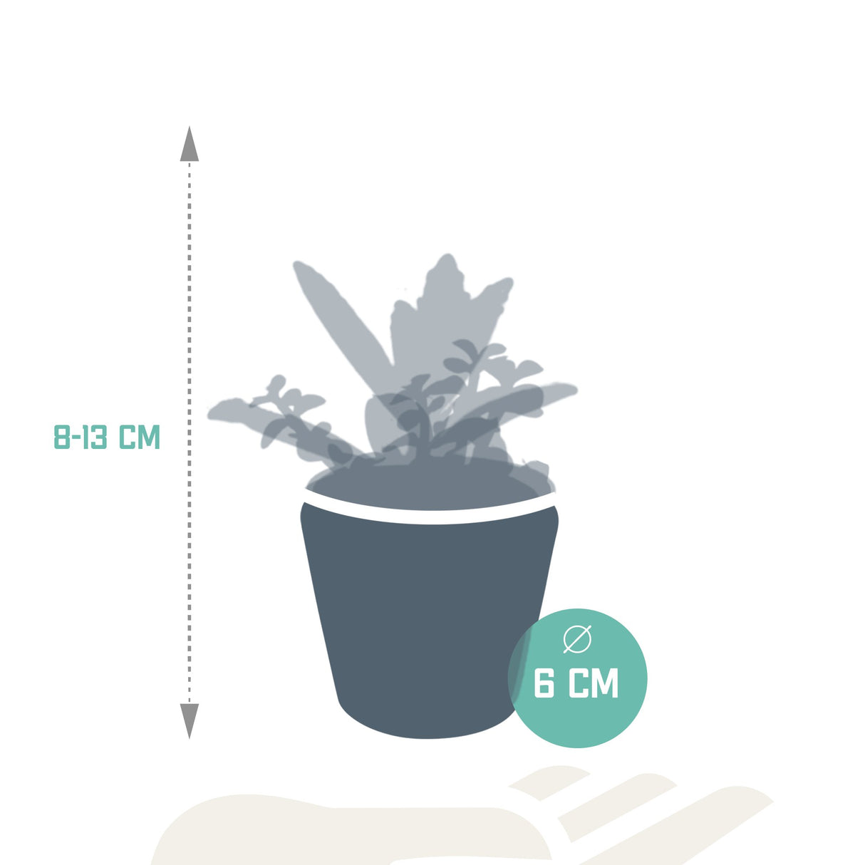 Livraison plante Mix de 5 succulentes et leurs caches - pots colorés h13cm