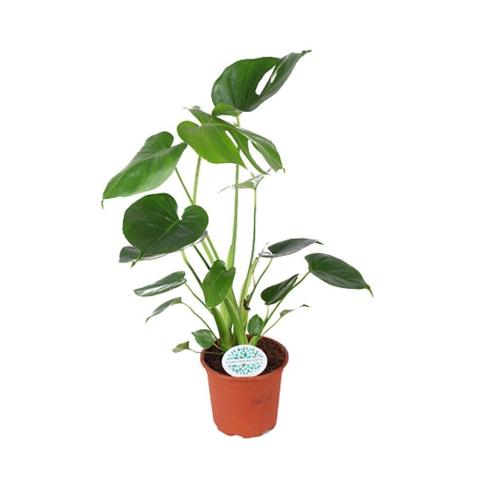 Livraison plante Monstera Deliciosa