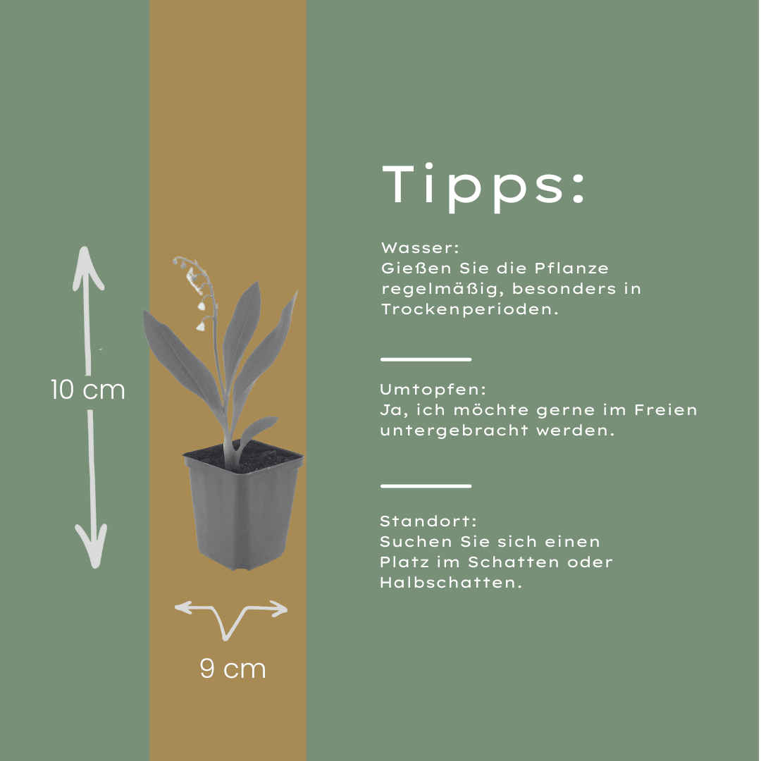 Livraison plante Muguet