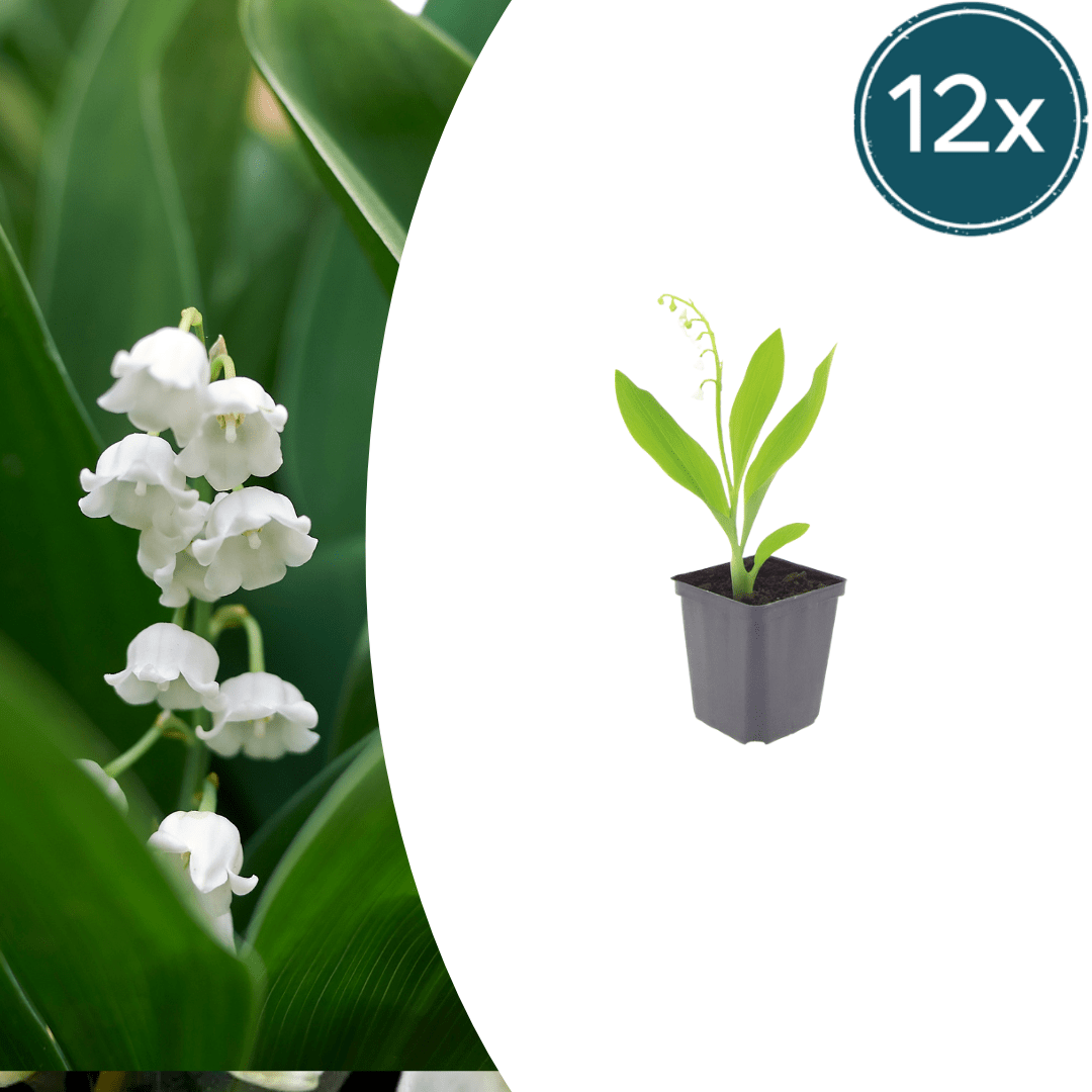 Livraison plante Muguet