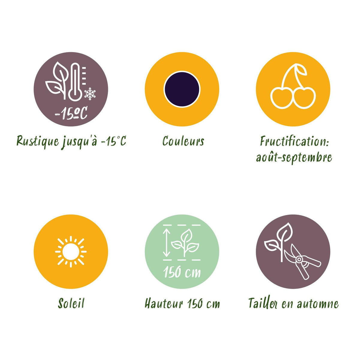 Livraison plante Mûrier Black Satin – Lot de 3 – Pot 9 cm