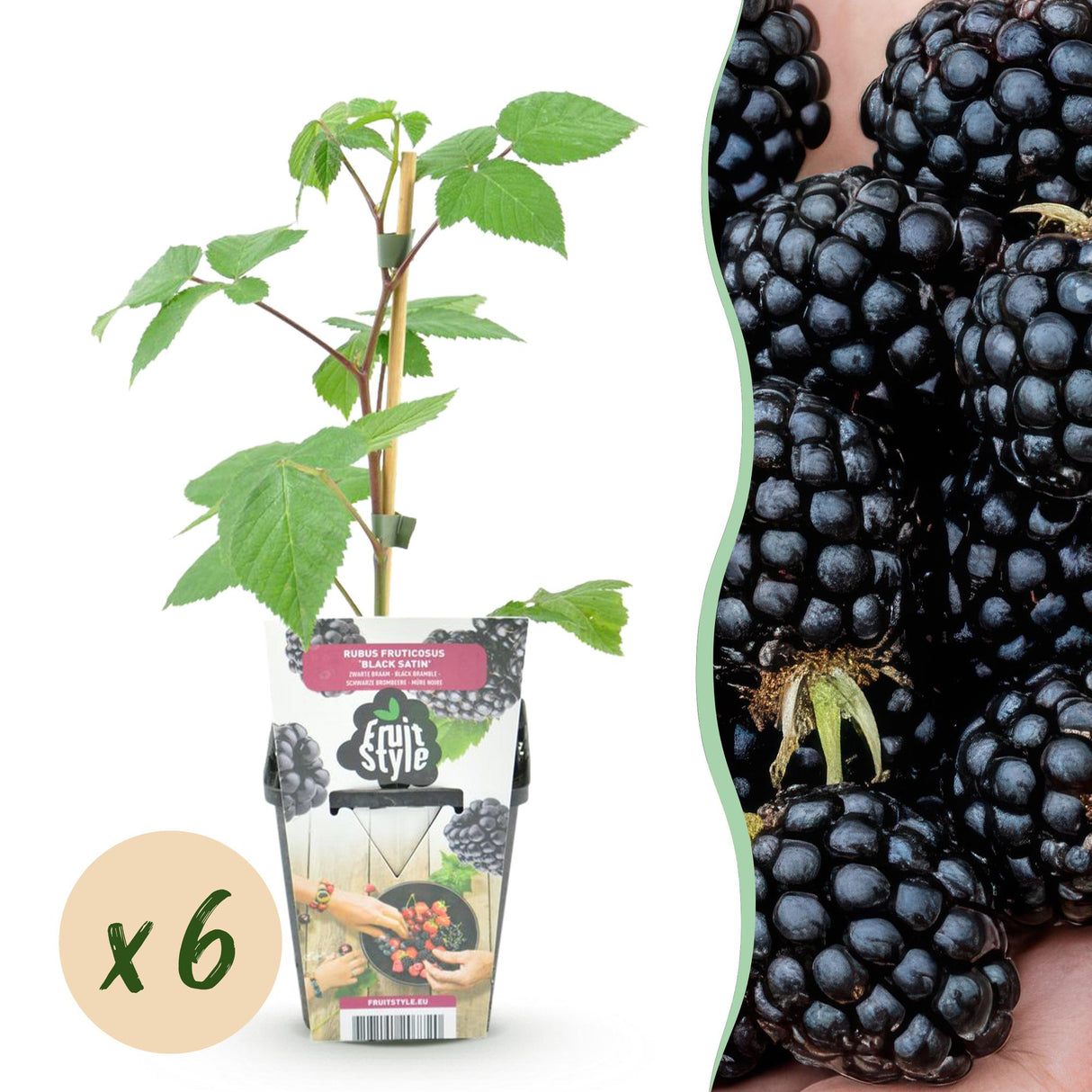 Livraison plante Mûrier Black Satin x3