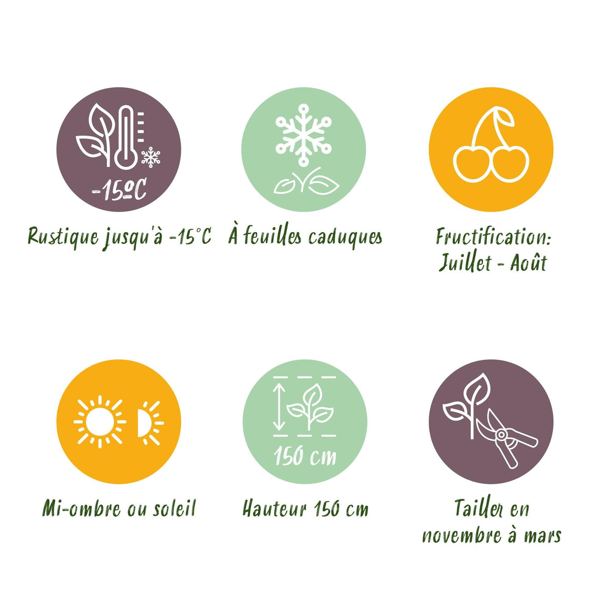 Livraison plante Mûrier Thornfree – Lot de 2 – Pot 11 cm – Hauteur 40 cm