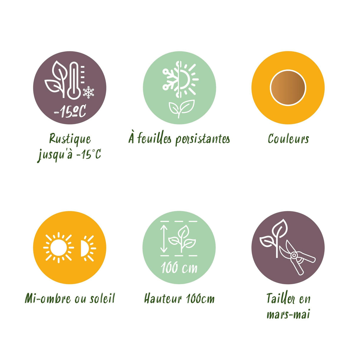 Livraison plante Nandina domestica Duo – Lot de 2 – Pot 17cm – Hauteur 45cm