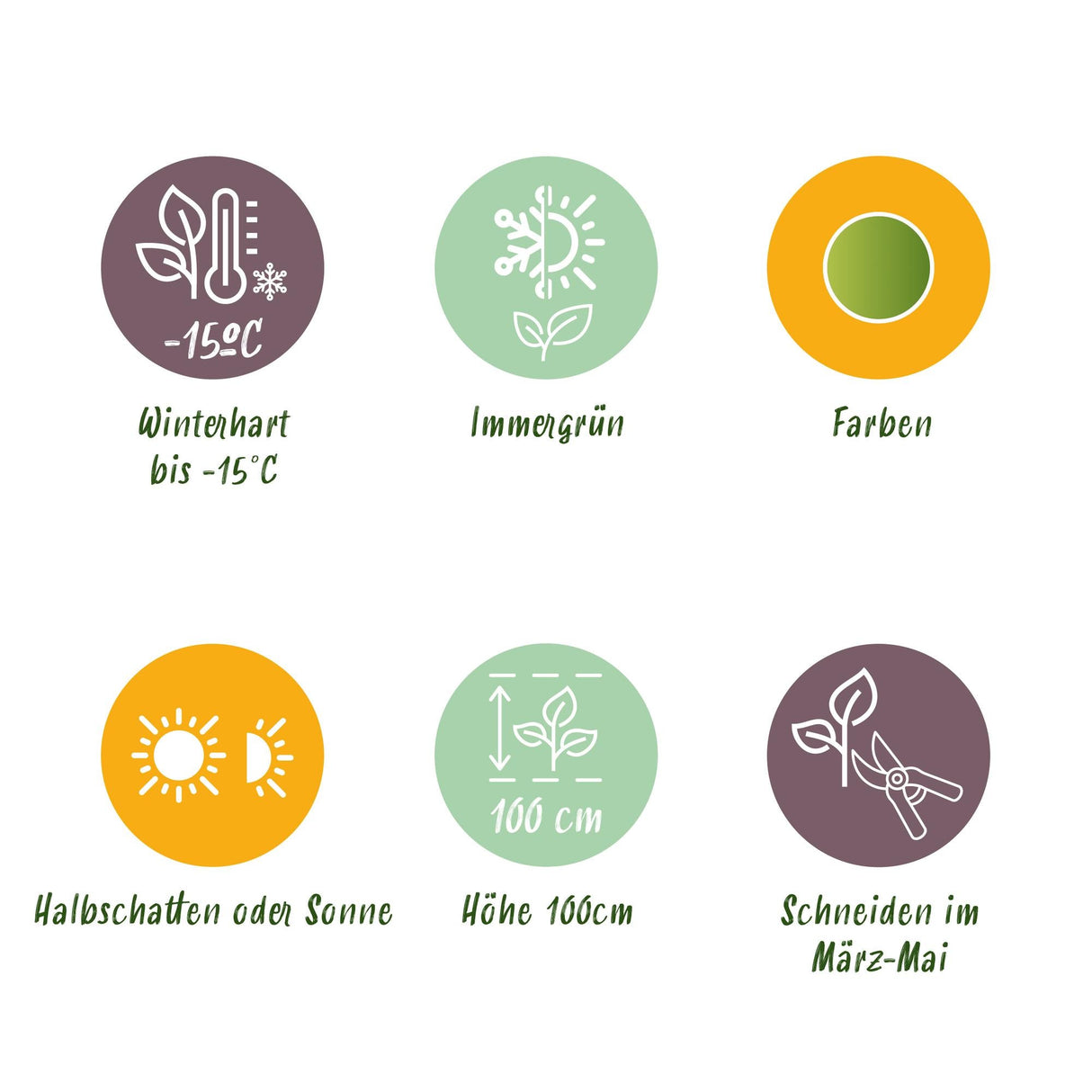 Livraison plante Nandina Lemon & Lime – Lot de 1 – Pot 17 cm – Hauteur 45 cm