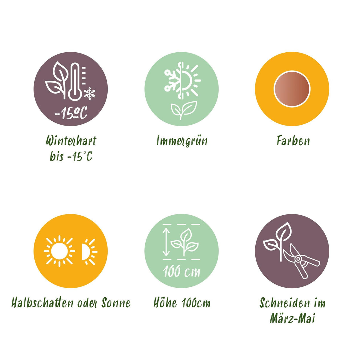 Livraison plante Nandina Twilight – Lot de 1 – Pot 17 cm – Hauteur 45 cm