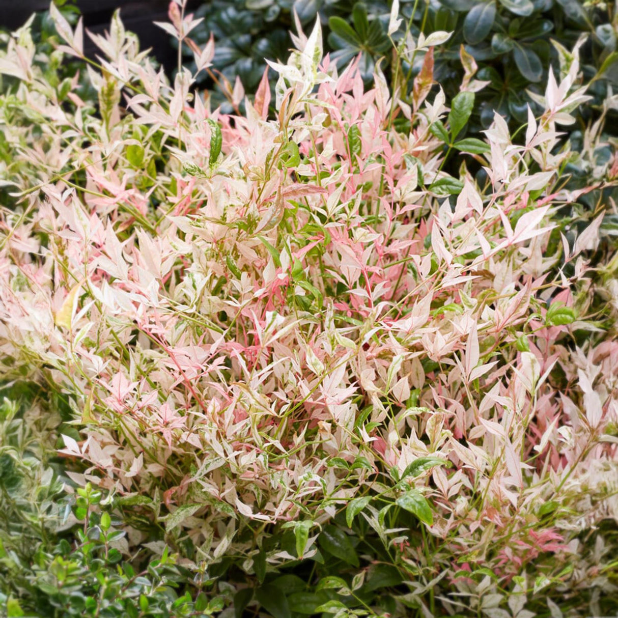 Livraison plante Nandina Twilight – Lot de 1 – Pot 17 cm – Hauteur 45 cm