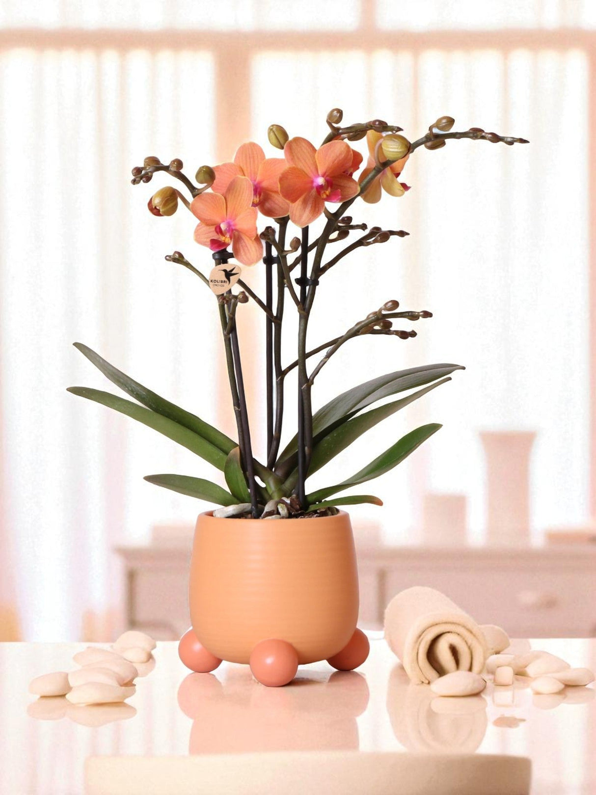 Livraison plante Orchidée Corail et son pot