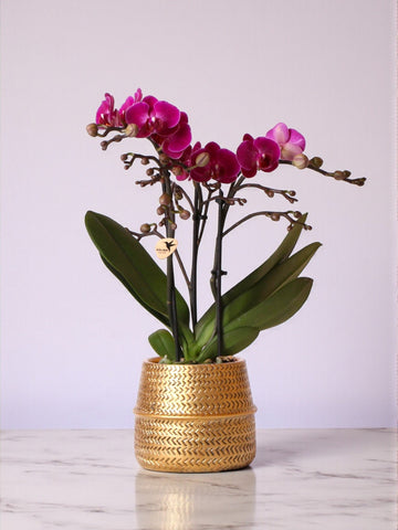 Orchidée Morelia Violette et son pot