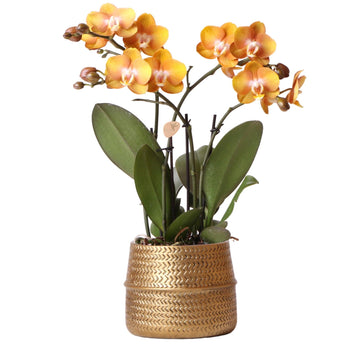 Orchidée Ocre et son pot