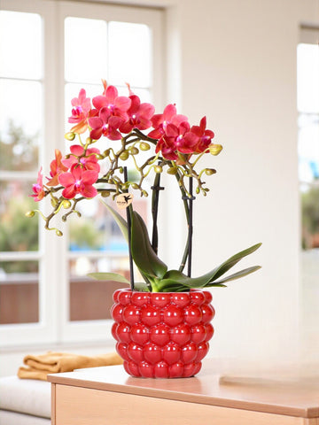 Orchidée Phalaenopsis Congo rouge et son pot