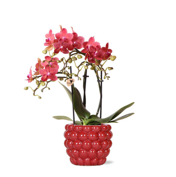 Orchidée Rouge Congo avec Pot Diamond Pearl