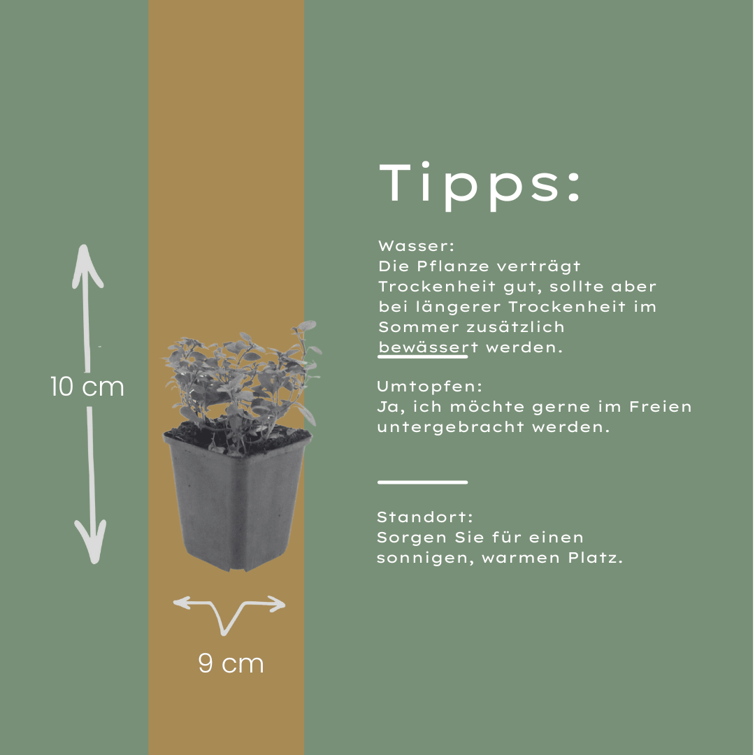 Livraison plante Origan violet