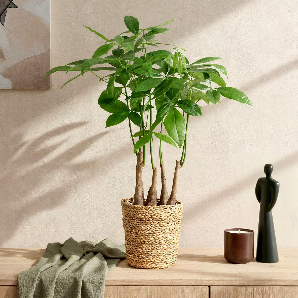 Livraison plante Pachira Aquatica multi - tiges