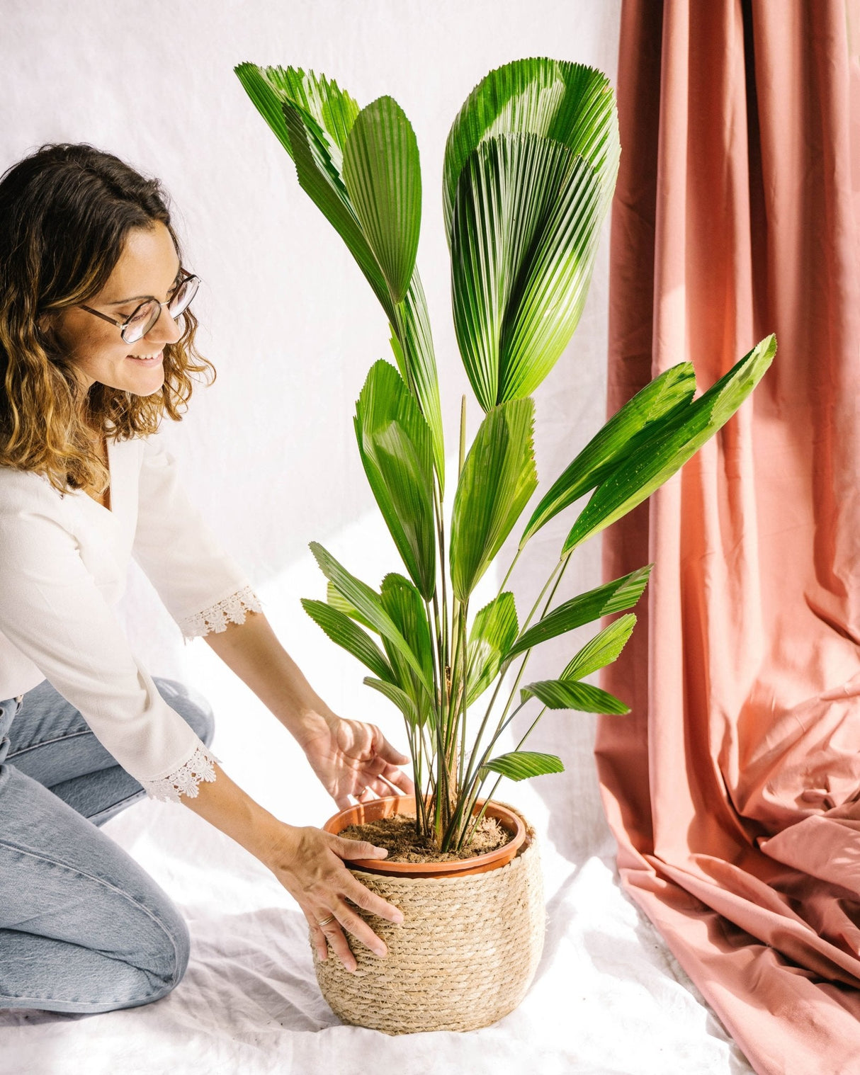 Livraison plante Palmier Licuala Grandis h110cm