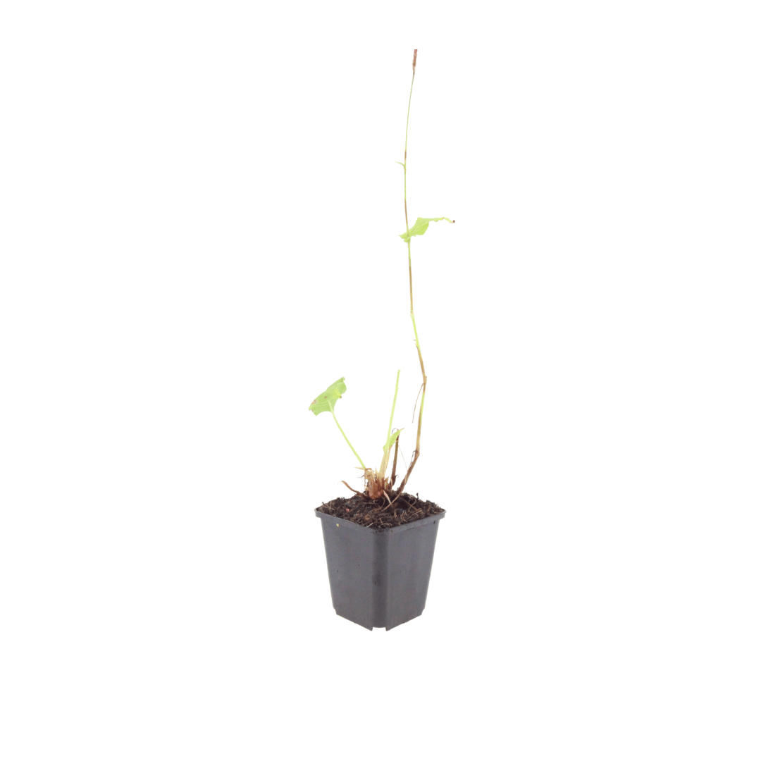 Livraison plante Persicaire blanche