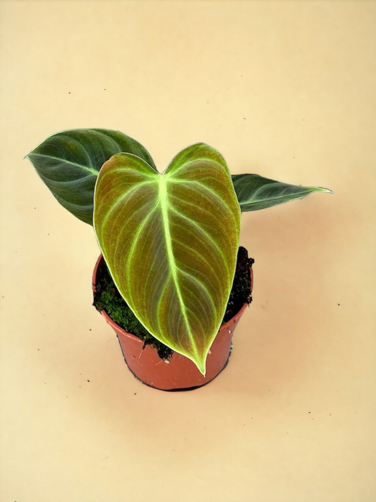 Livraison plante Philodendron El Choco Red d10