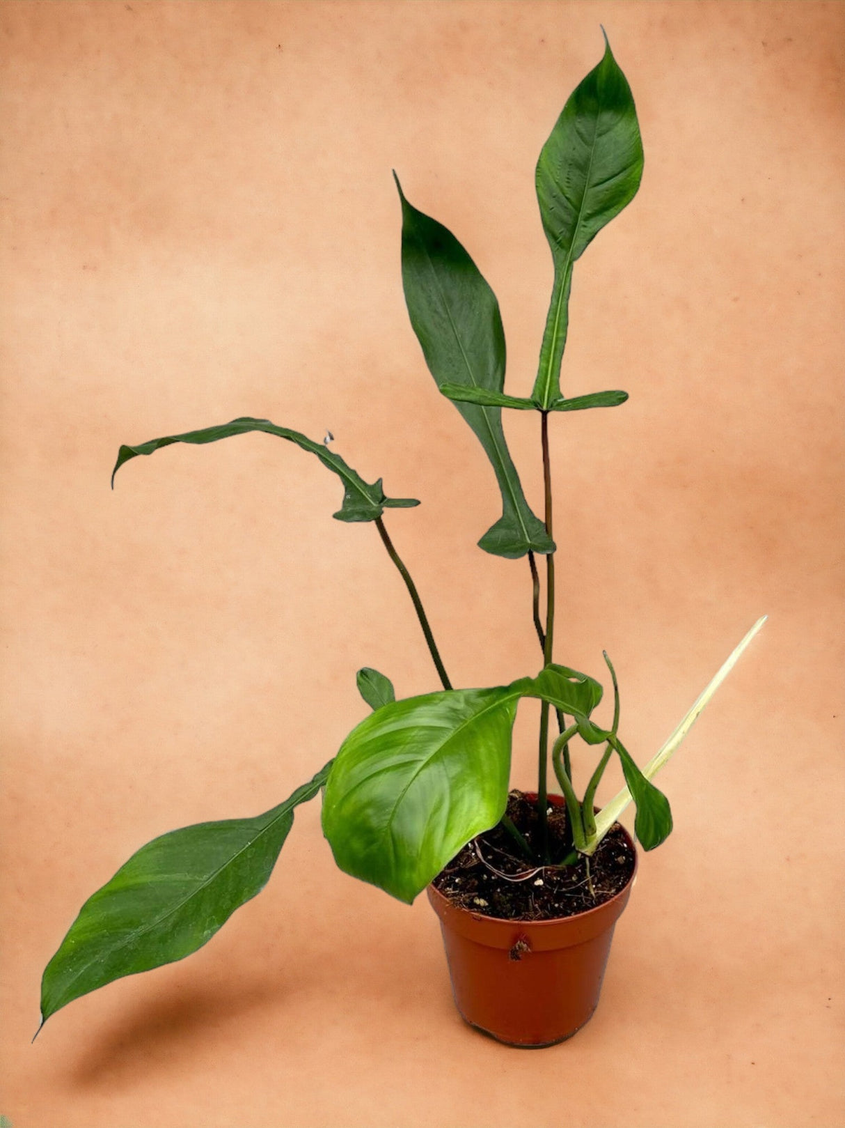 Livraison plante Philodendron Joepii