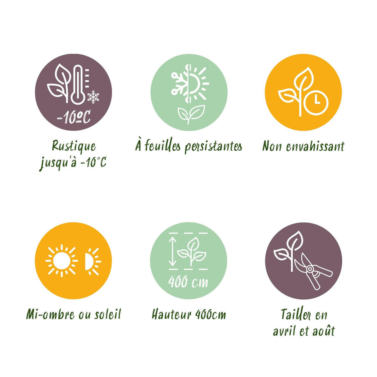 Livraison plante Photinia Red Robin – Lot de 6 – Pot 17 cm – Hauteur 55 cm