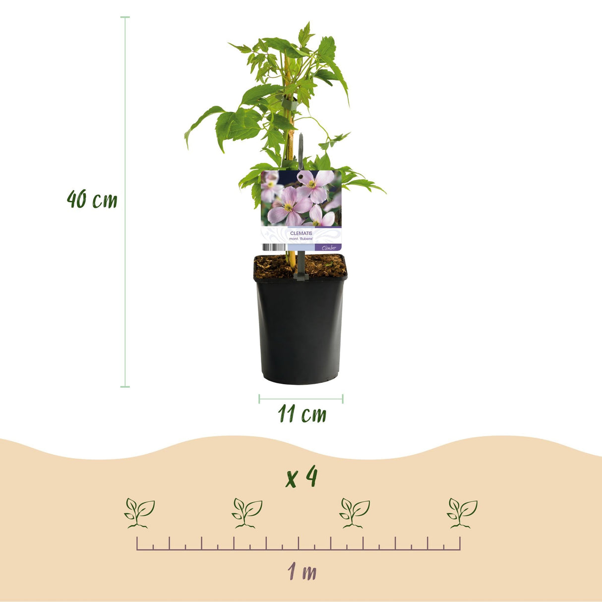 Livraison plante Plantes grimpantes – Lot de 4 – Pot 11 cm – Hauteur 40 cm