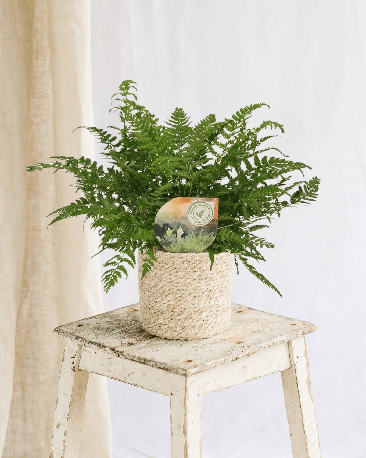 Livraison plante Polystichum Tsussimense