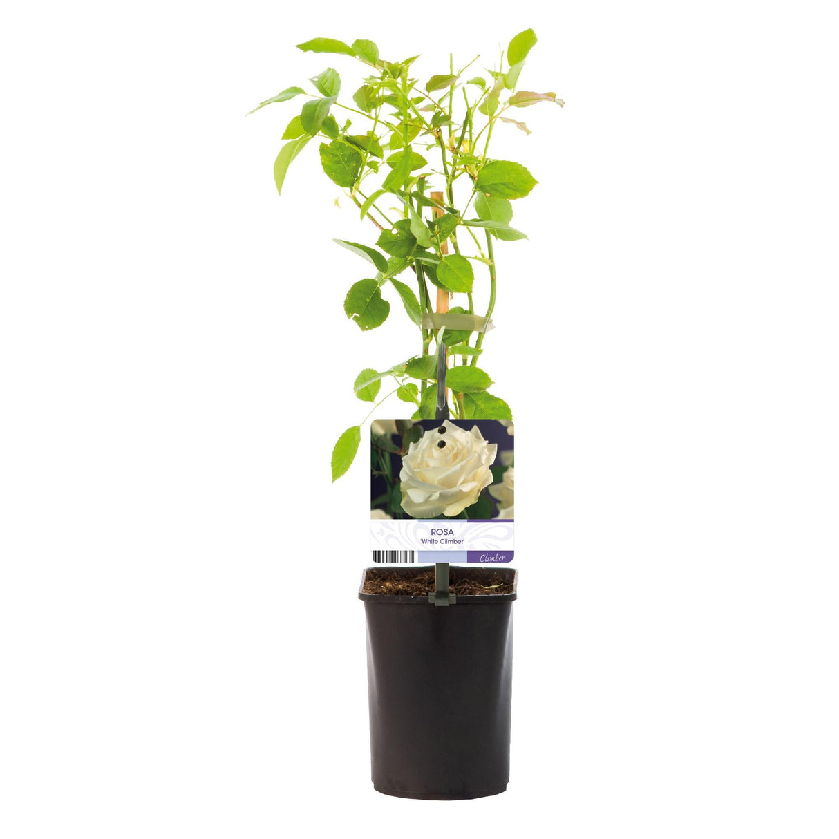 Livraison plante Rosier grimpant White Climber – Lot de 2 – Hauteur 40 cm