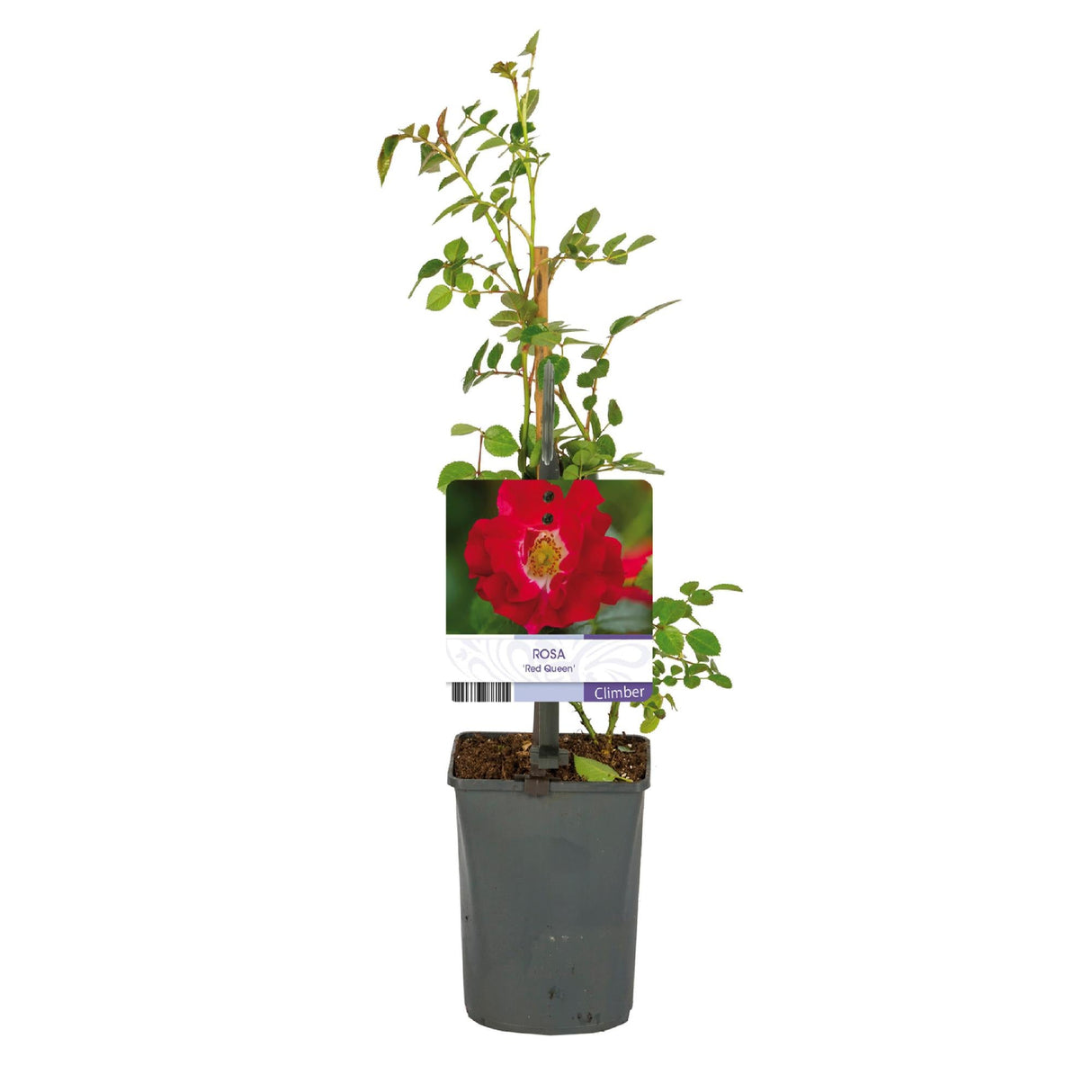 Livraison plante Rosier Rosa Red Queen – Lot de 2 – Pot 11 cm – Hauteur 40 cm