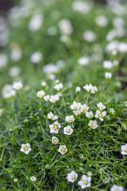 Livraison plante Sagine subulée