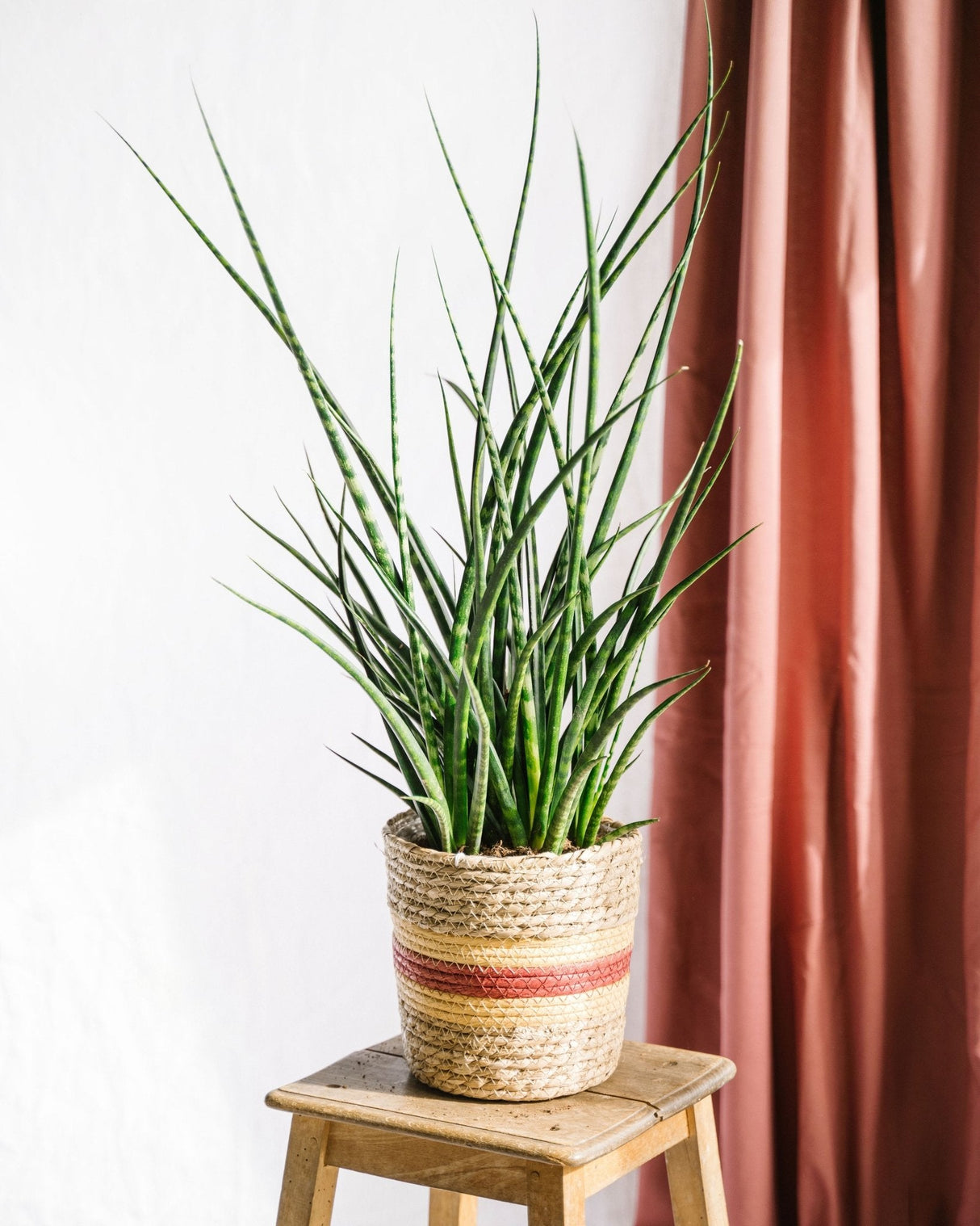Livraison plante Sansevieria Punk h70cm