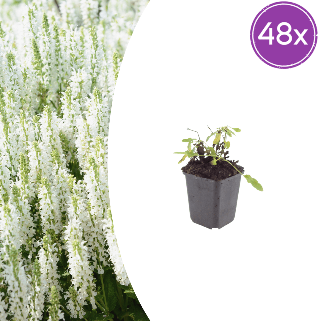 Livraison plante Sauge des bois