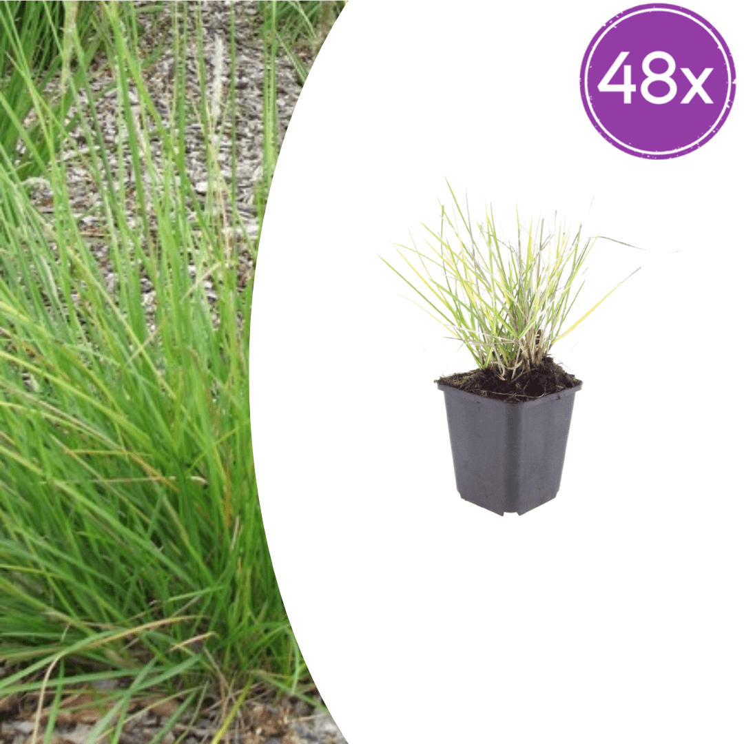 Livraison plante Sesleria autumnalis