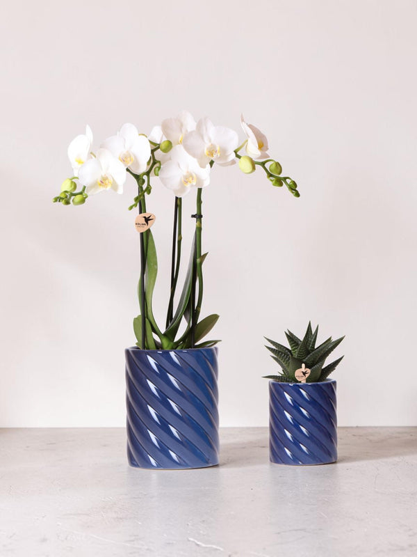 Duo Orchidée Phalaenopsis blanche et succulente en pots Candy