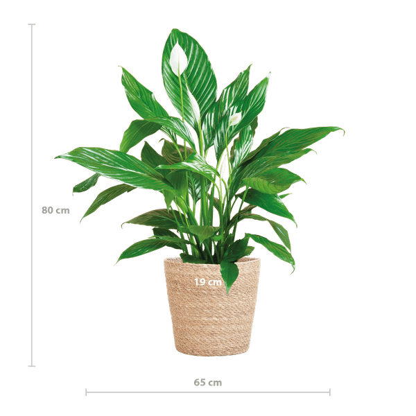 Livraison plante Spathiphyllum et son pot