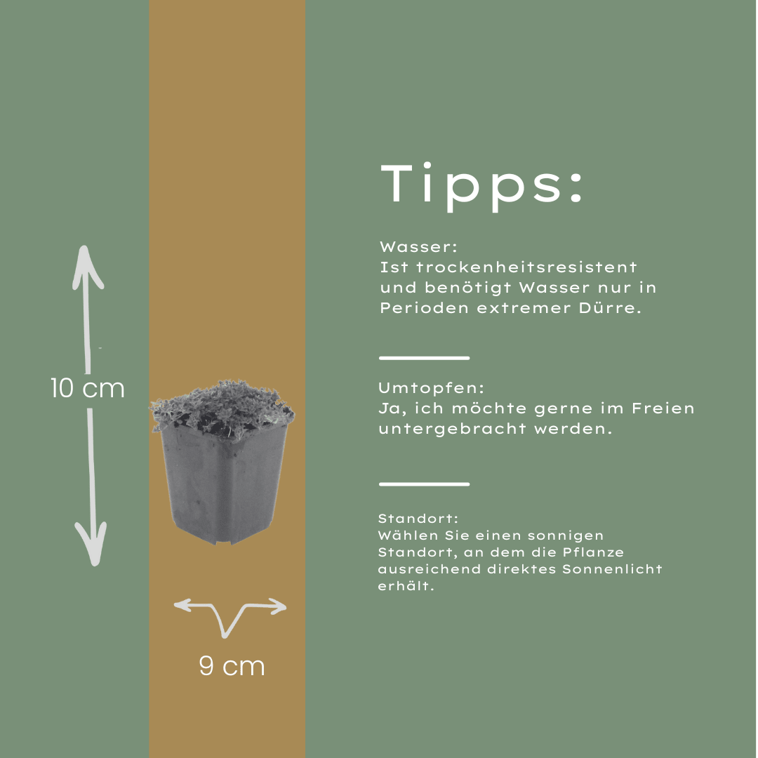 Livraison plante Thym blanc