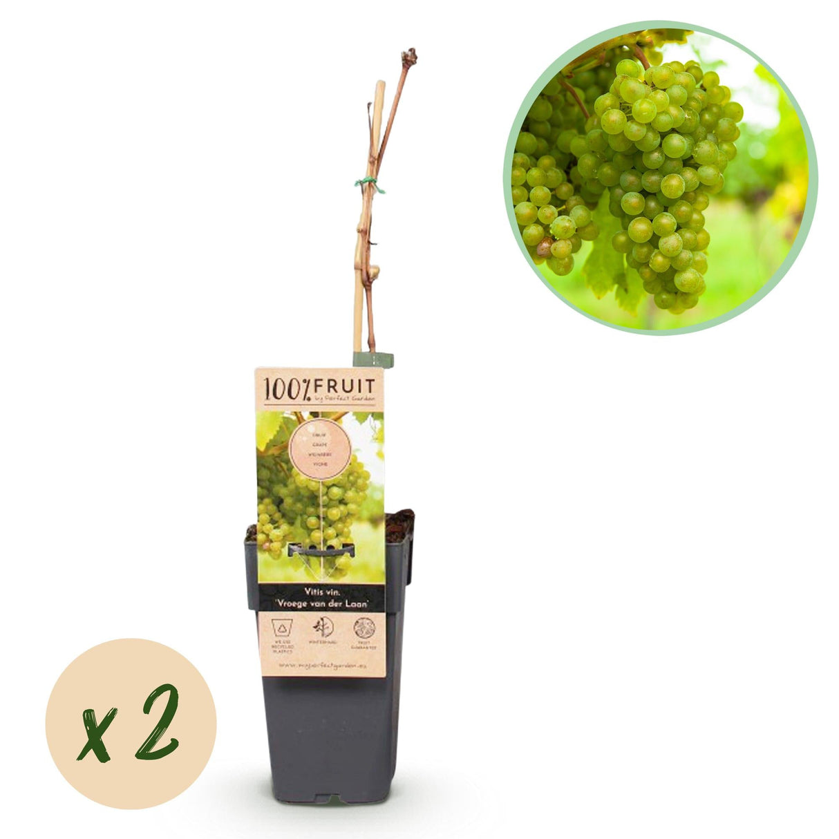 Livraison plante Vigne Vroege van der Laan – Lot de 2 – Pot 15 cm