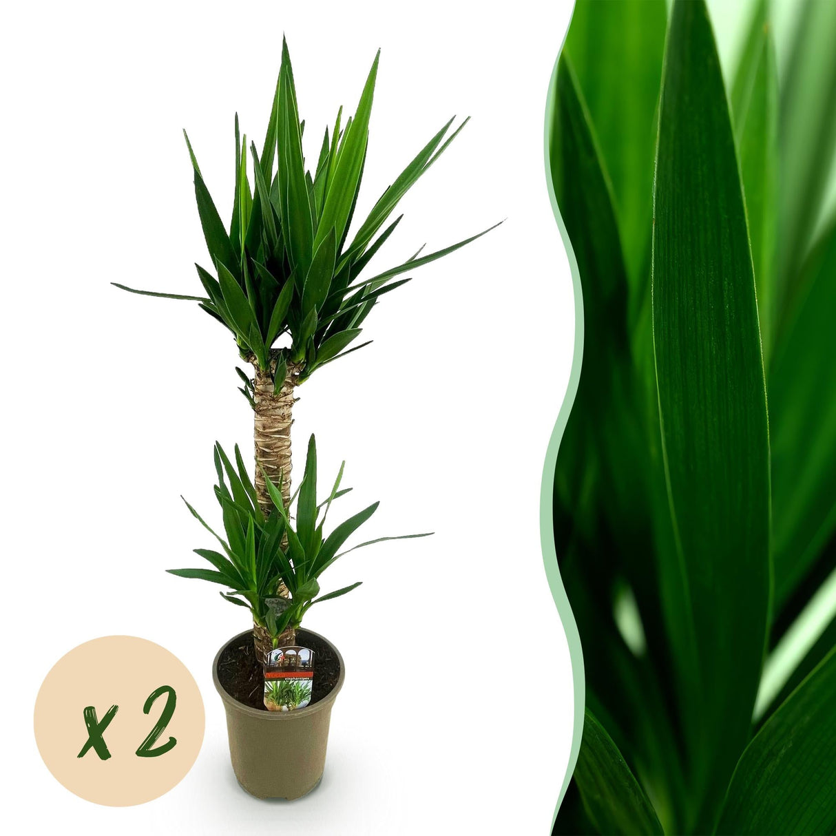 Livraison plante Yucca elephantipes