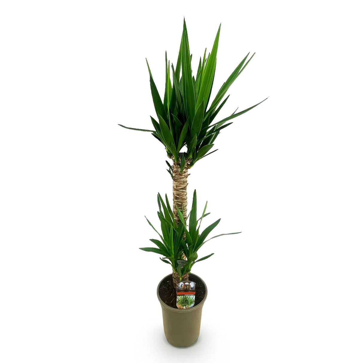 Livraison plante Yucca elephantipes d19 cm H120 cm